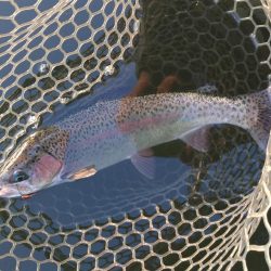 大安トラウトレイク釣果